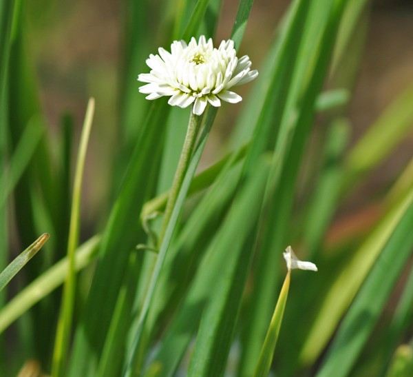 Schnittknoblauch, Schniko