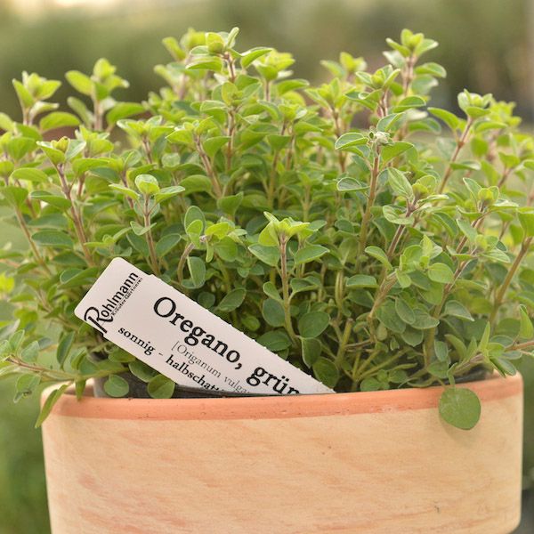 Oregano, grün