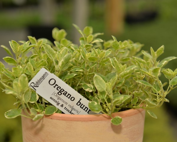 Oregano bunt