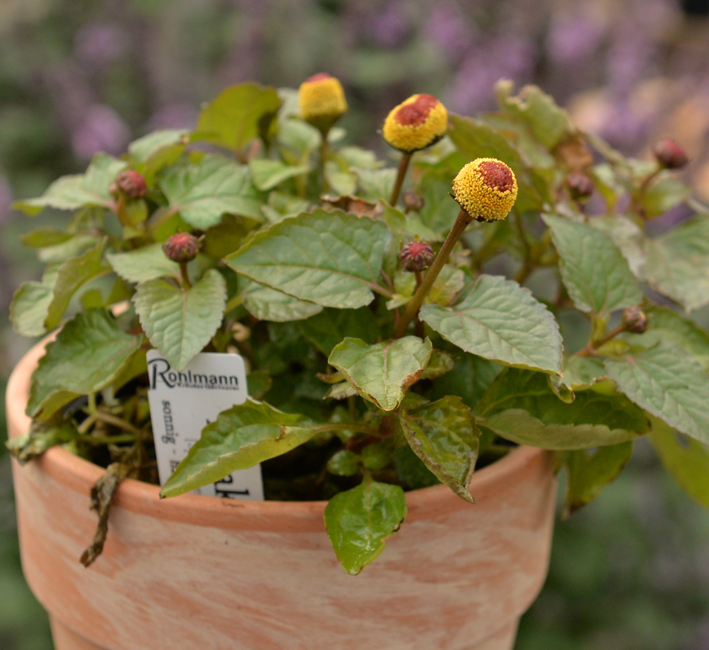 Pararkresse / Prickelknöpfe Küchenkräuter Kräuterwelt Kräuterhof