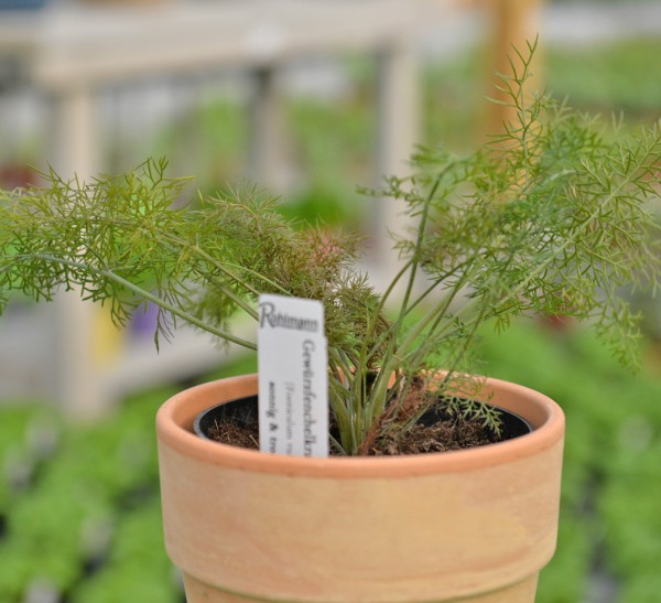 Fenchel / Gewürzfenchel rot-bronze