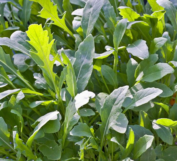 Rucola / Wasabi Rauke | Küchenkräuter | Kräuterwelt | Kräuterhof Rohlmann