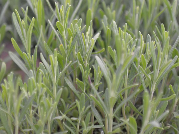 Lavendel, Hidcote Blue