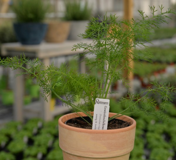 Fenchel / Gewürzfenchel grün